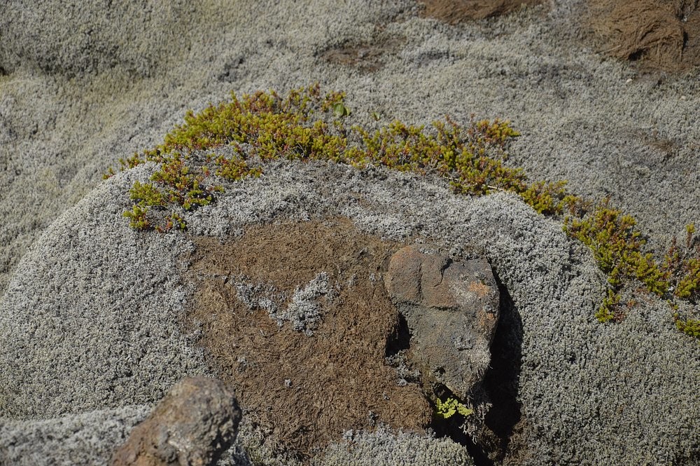 Мох Исландии, сумевший скрыть последствия ужасной катастрофы