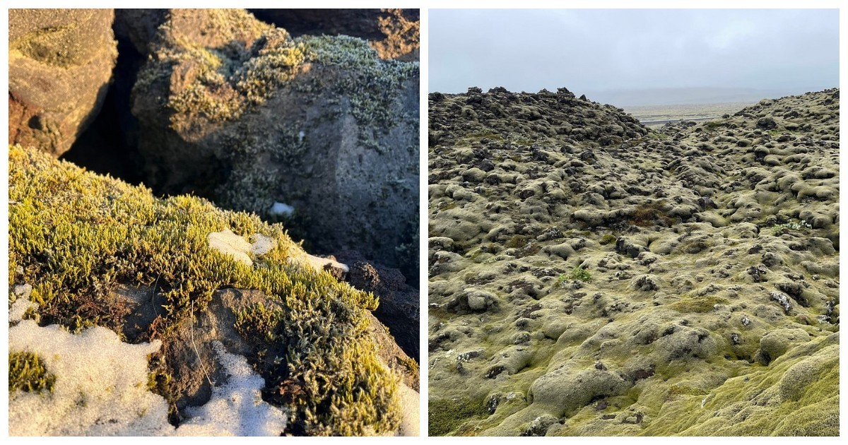 Мох Исландии, сумевший скрыть последствия ужасной катастрофы