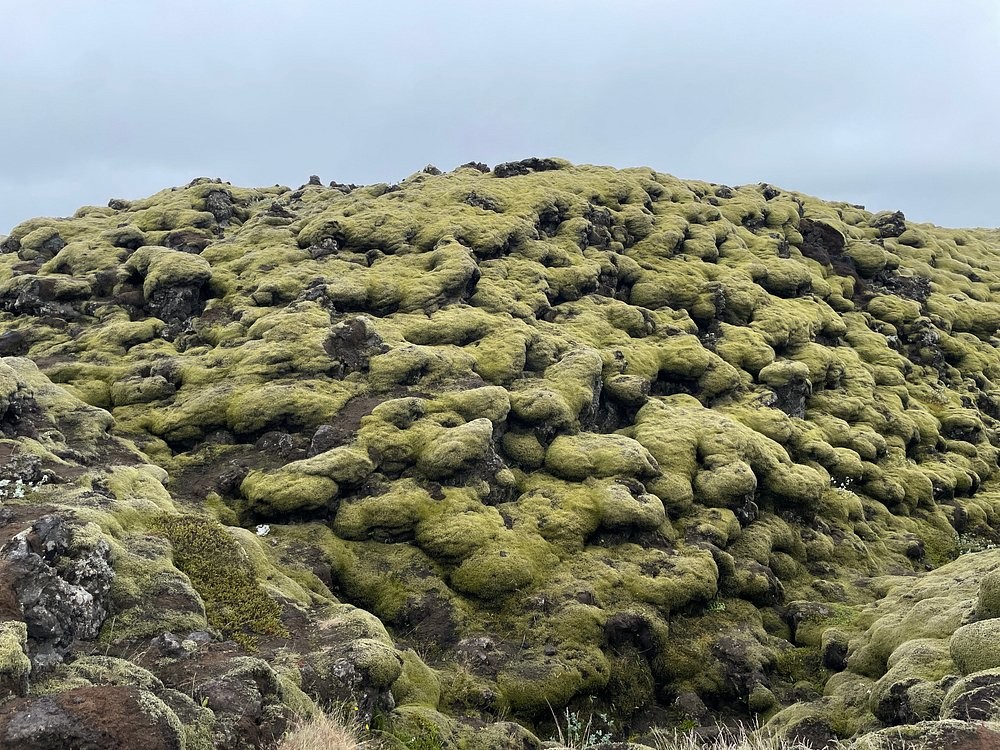 Мох Исландии, сумевший скрыть последствия ужасной катастрофы