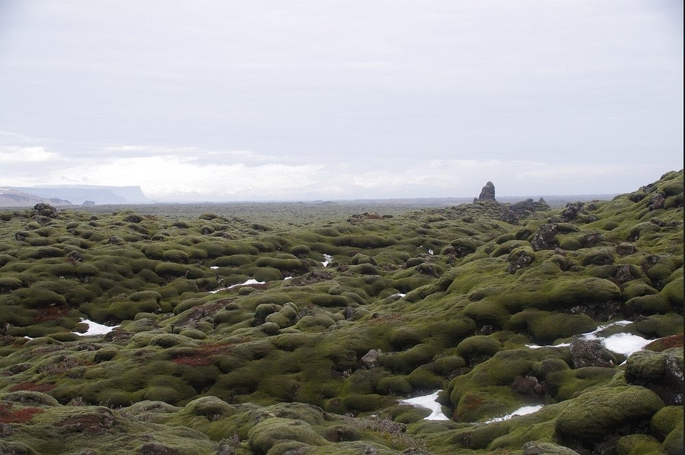 Мох Исландии, сумевший скрыть последствия ужасной катастрофы