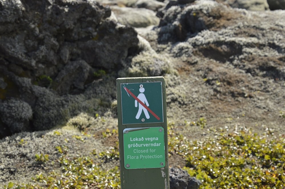 Мох Исландии, сумевший скрыть последствия ужасной катастрофы