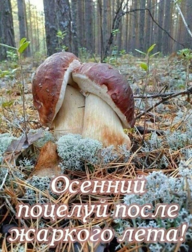 Скрины из соцсетей