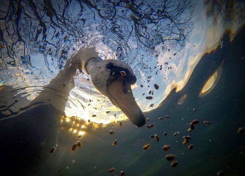 Ian Wade