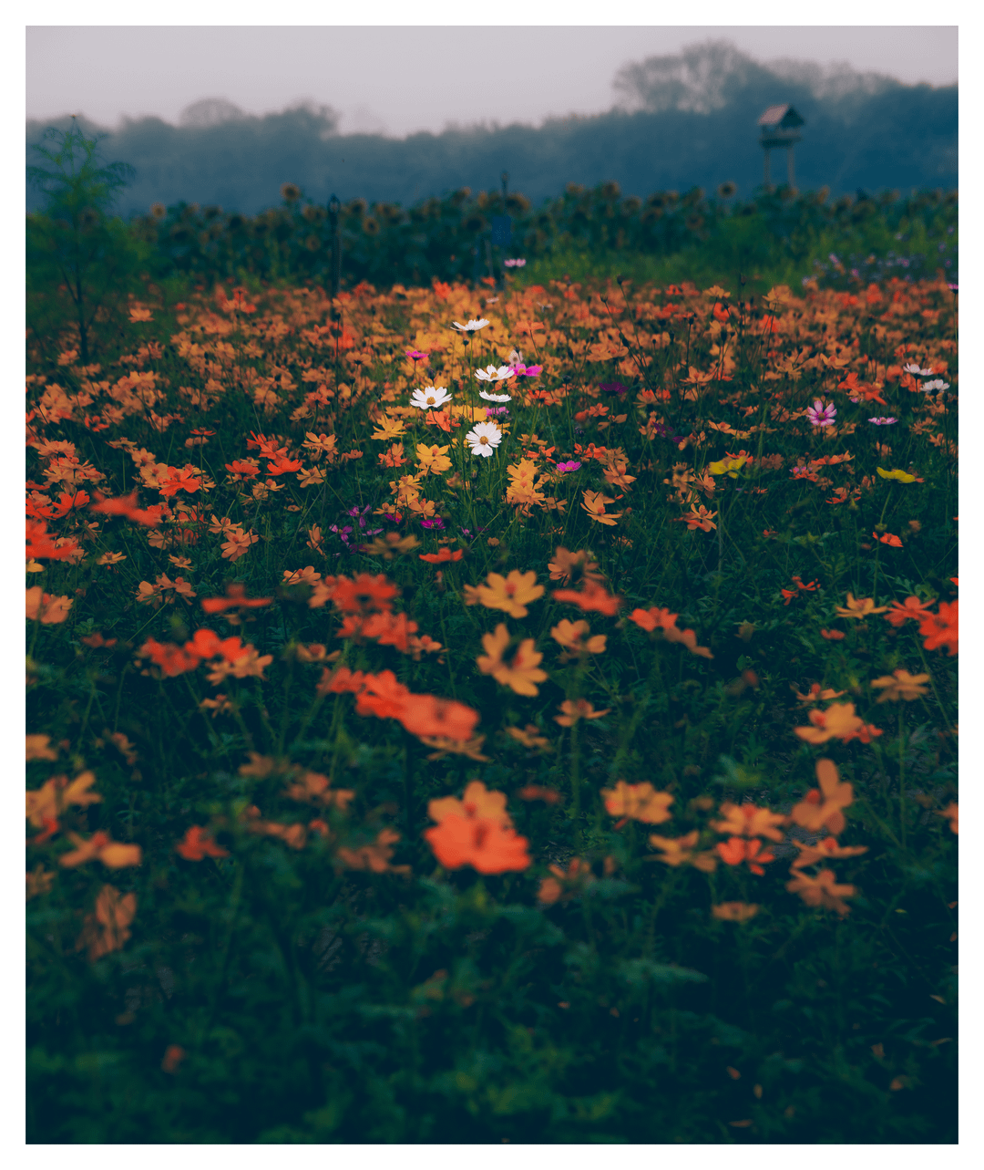 9. Живой ковёр