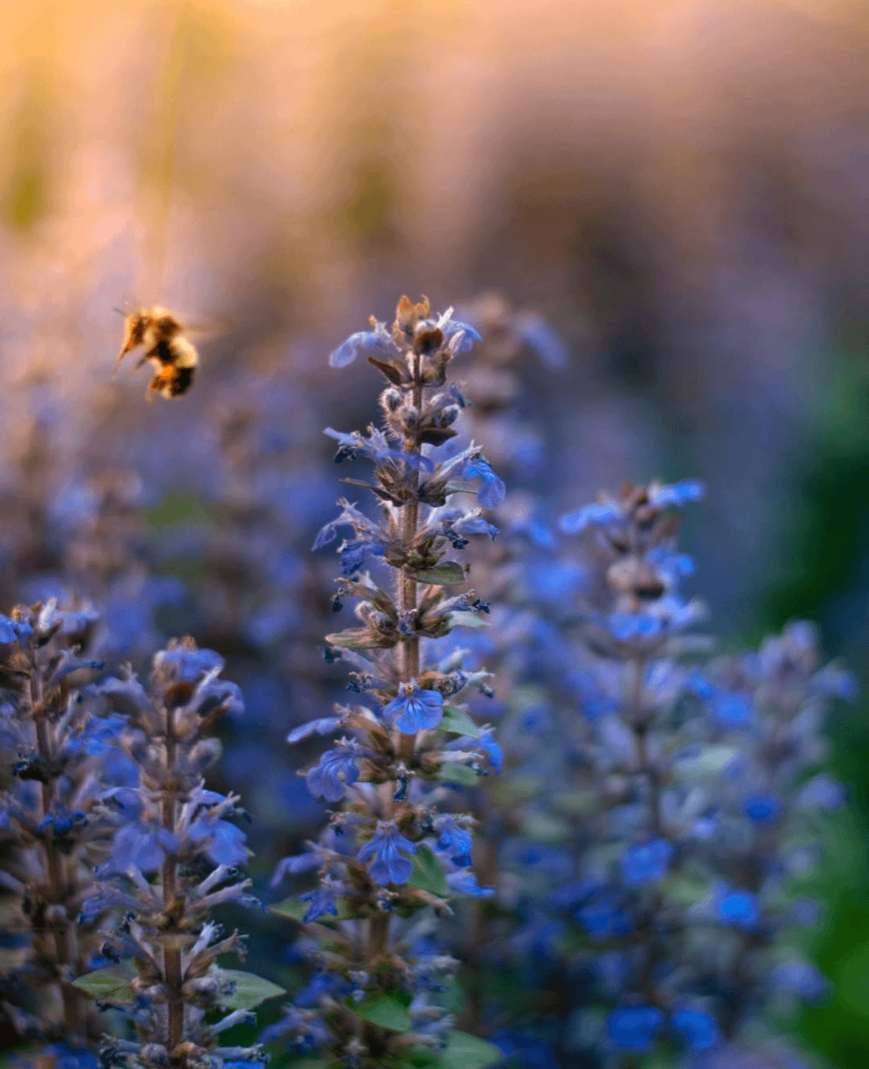 17. Цветочная идиллия