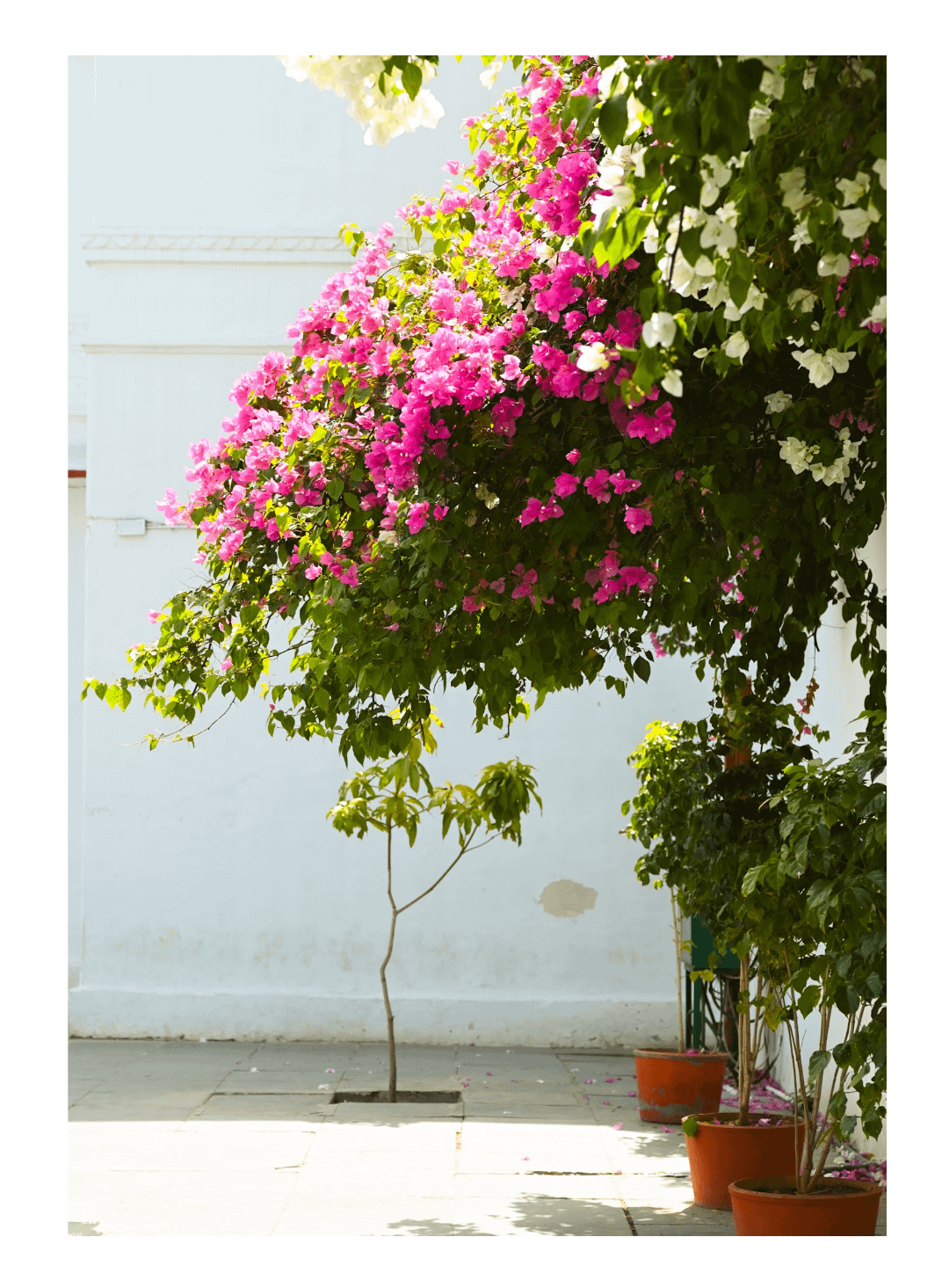 23. Красоты много не бывает