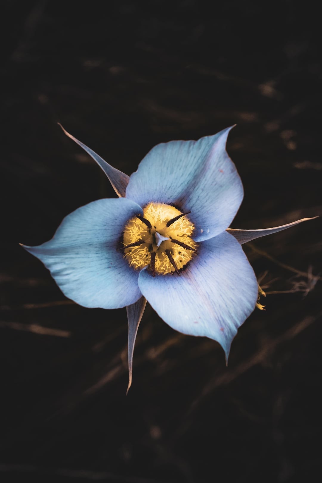 20. Почти живое существо