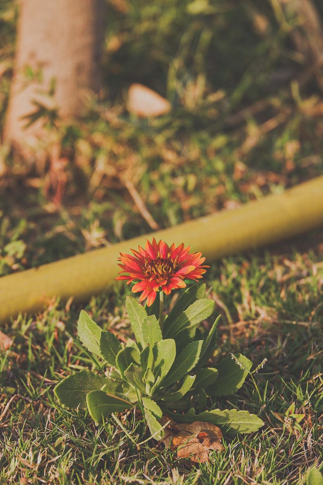 14. Здравствуй, солнце