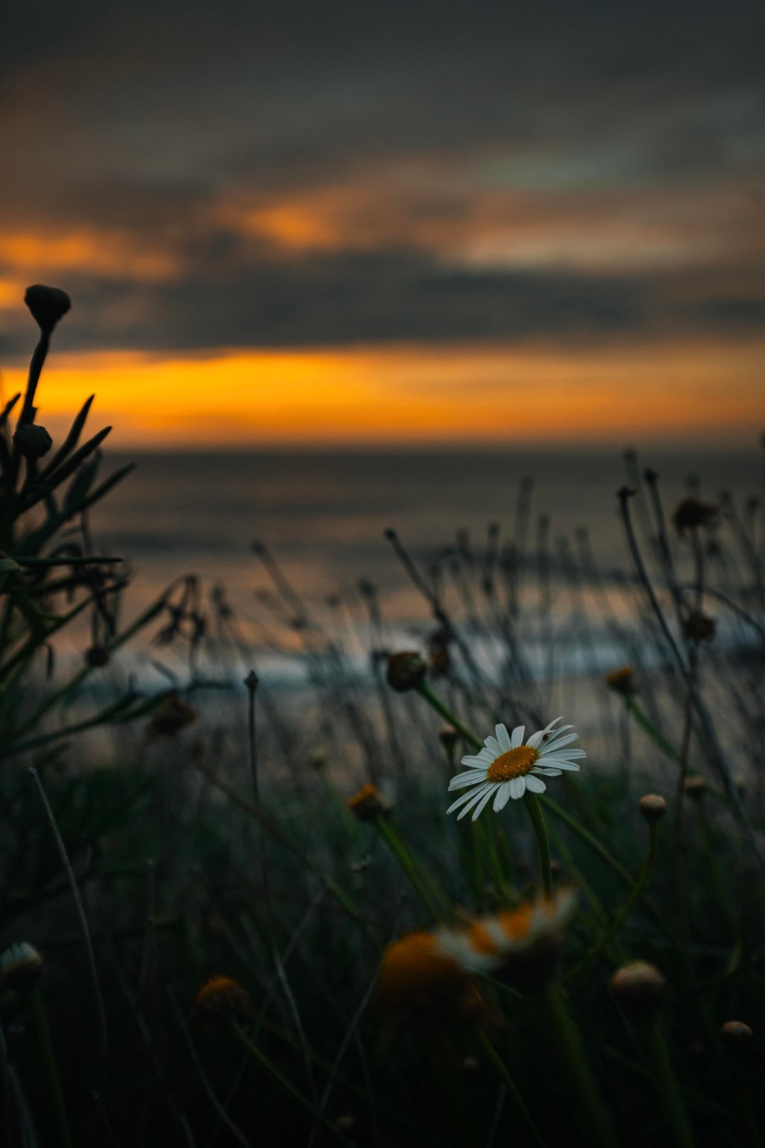 10. Ромашковый закат