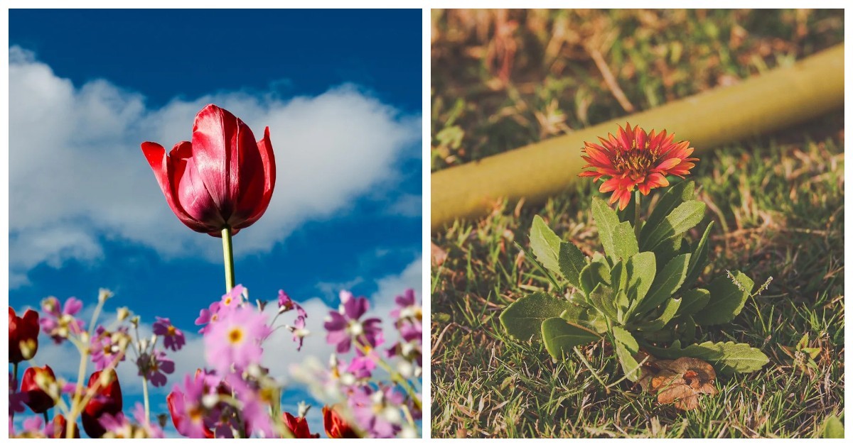 Весна в объективе: 25 удивительных подарков природы, мимо которых мы проходим каждый день