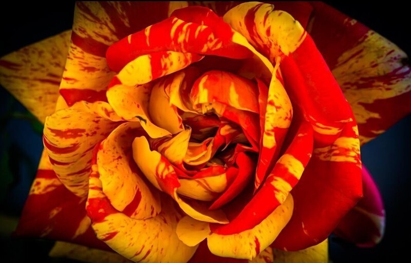 18. Полосатое чудо