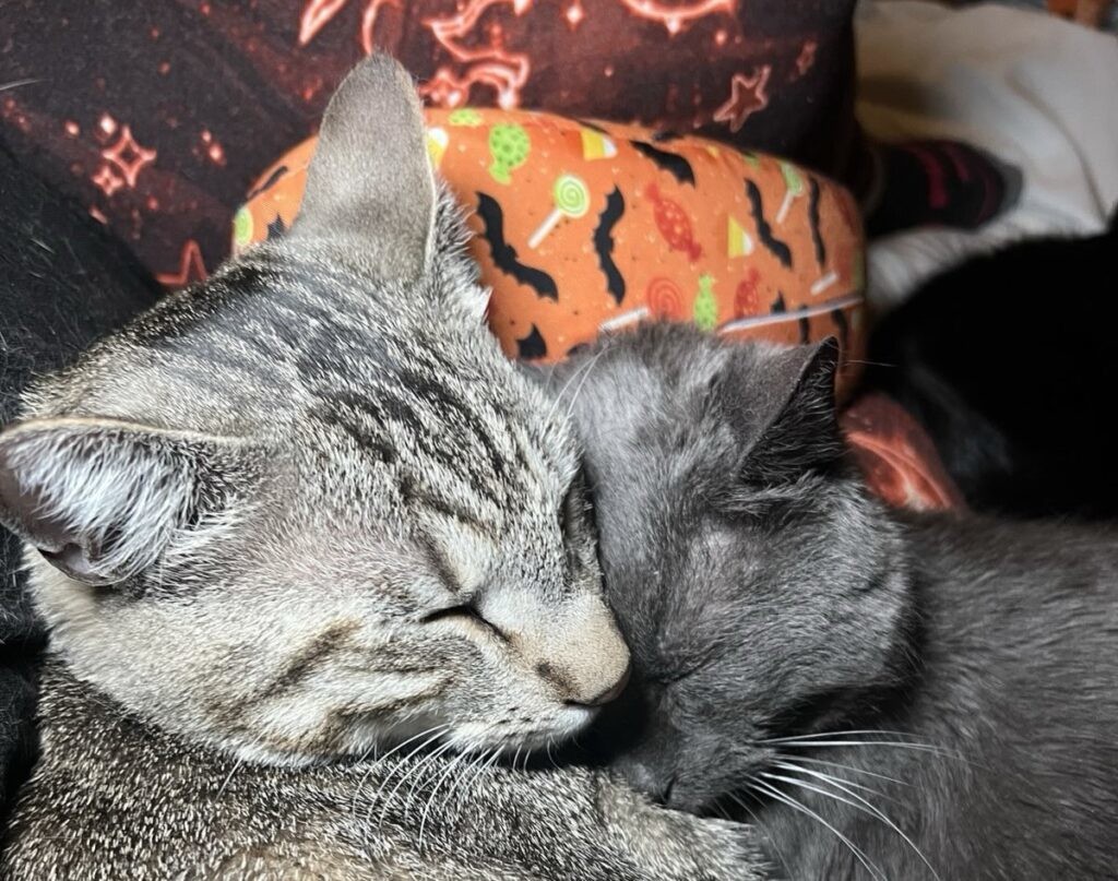 Купив дом, хозяева обнаружили, что там живут десятки кошек