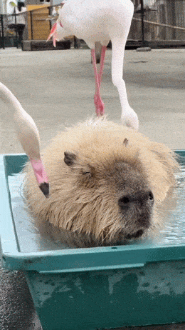 Просто гифки, всякие и&nbsp;разные. № 2000