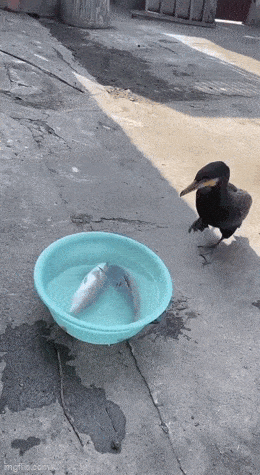 Просто гифки, всякие и&nbsp;разные. № 2000