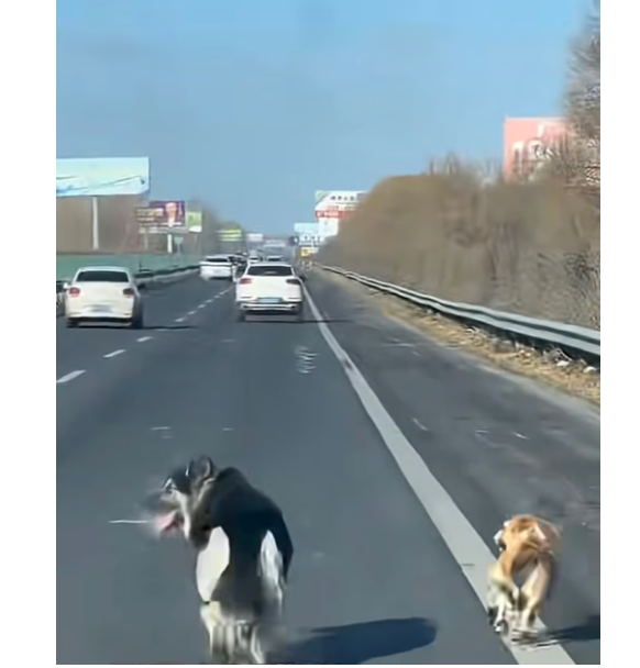 Мешки с лапками: дикий способ перевозки собак и кошек китайцами