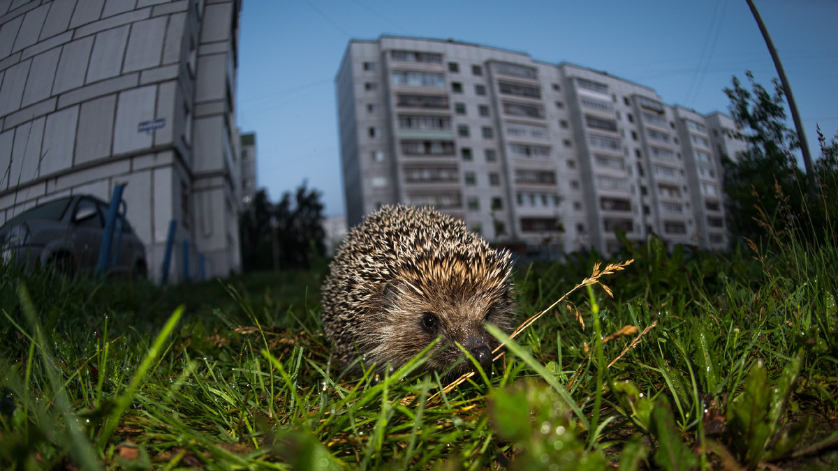 Правда ли, что больные животные специально выходят за помощью к людям?