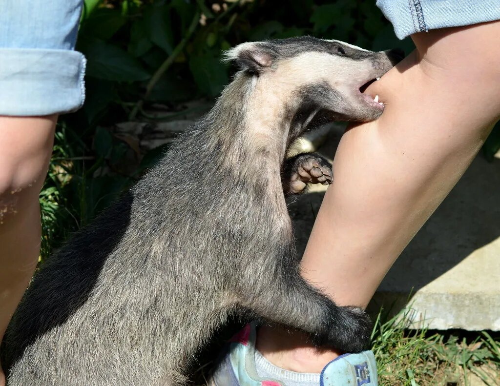 Правда ли, что больные животные специально выходят за помощью к людям?