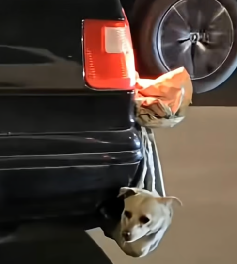 Мешки с лапками: дикий способ перевозки собак и кошек китайцами