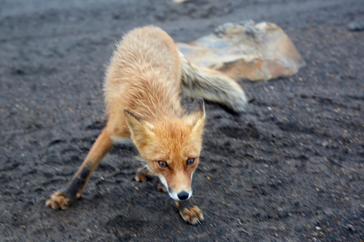 Правда ли, что больные животные специально выходят за помощью к людям?