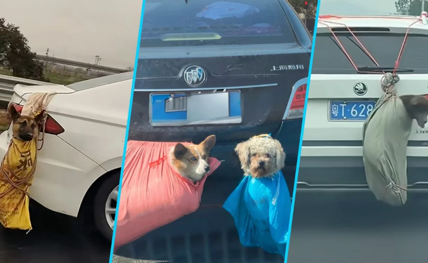 Мешки с лапками: дикий способ перевозки собак и кошек китайцами