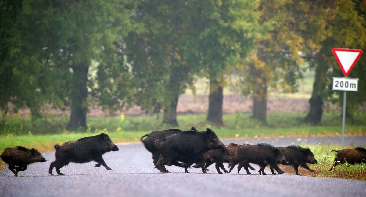 Правда ли, что больные животные специально выходят за помощью к людям?