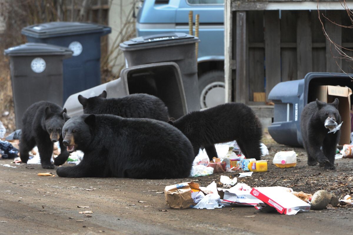 Правда ли, что больные животные специально выходят за помощью к людям?