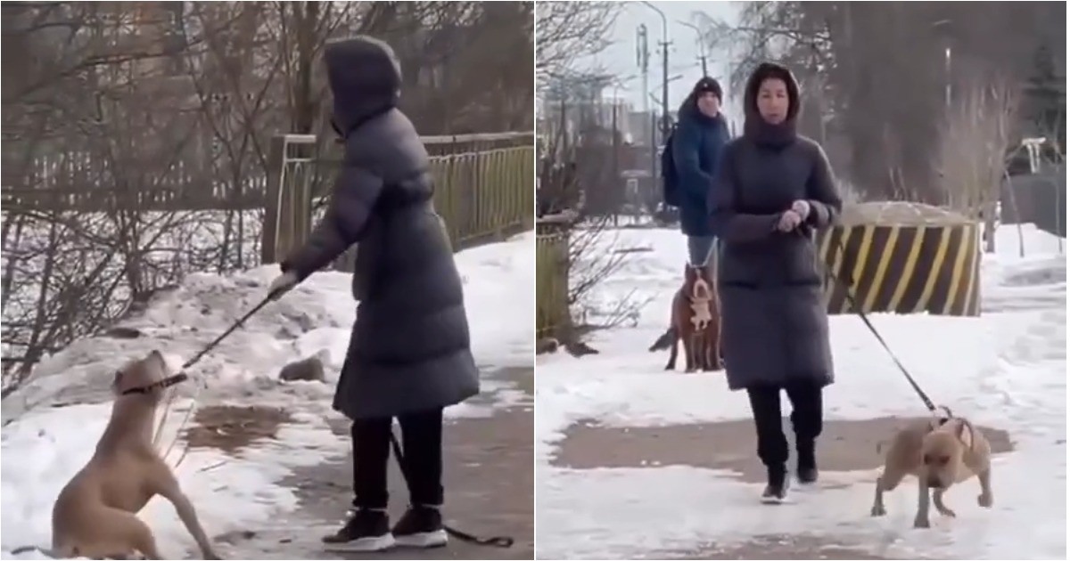 Собака бойцовской породы набросилась на ребёнка