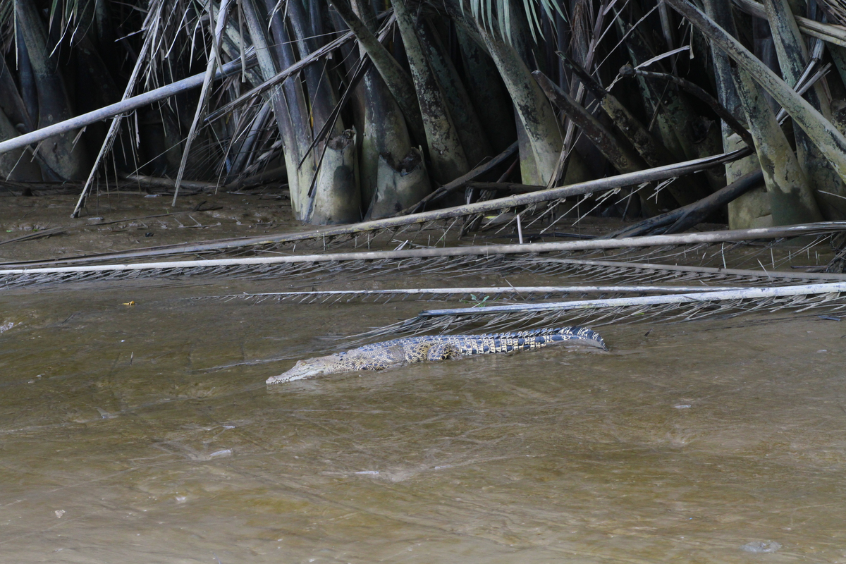 Гребнистый крокодил: так вырос, что ушёл в океан