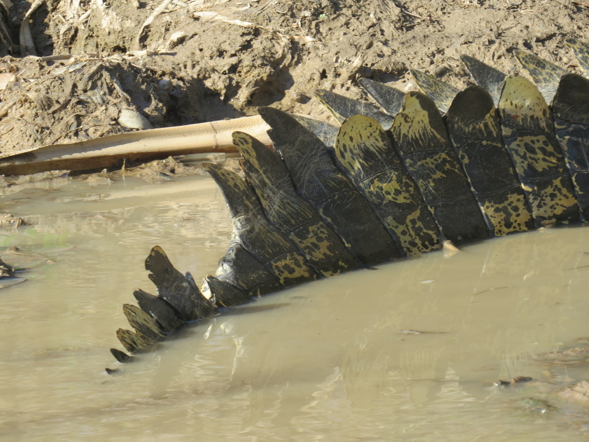 Гребнистый крокодил: так вырос, что ушёл в океан