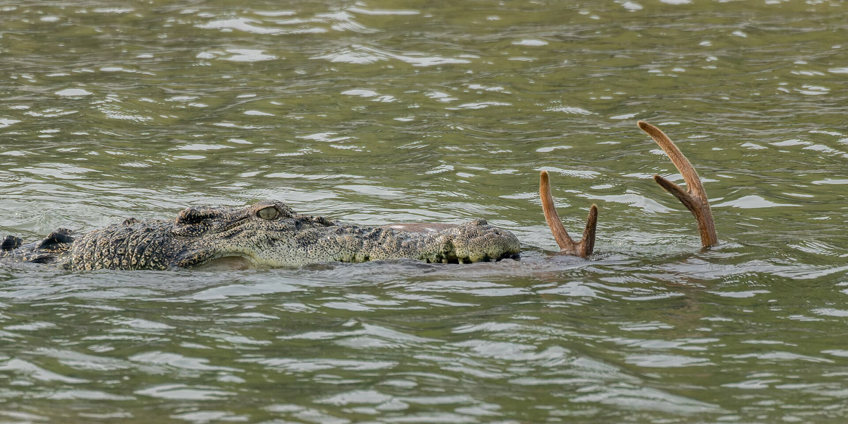 Гребнистый крокодил: так вырос, что ушёл в океан