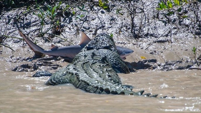 Гребнистый крокодил: так вырос, что ушёл в океан