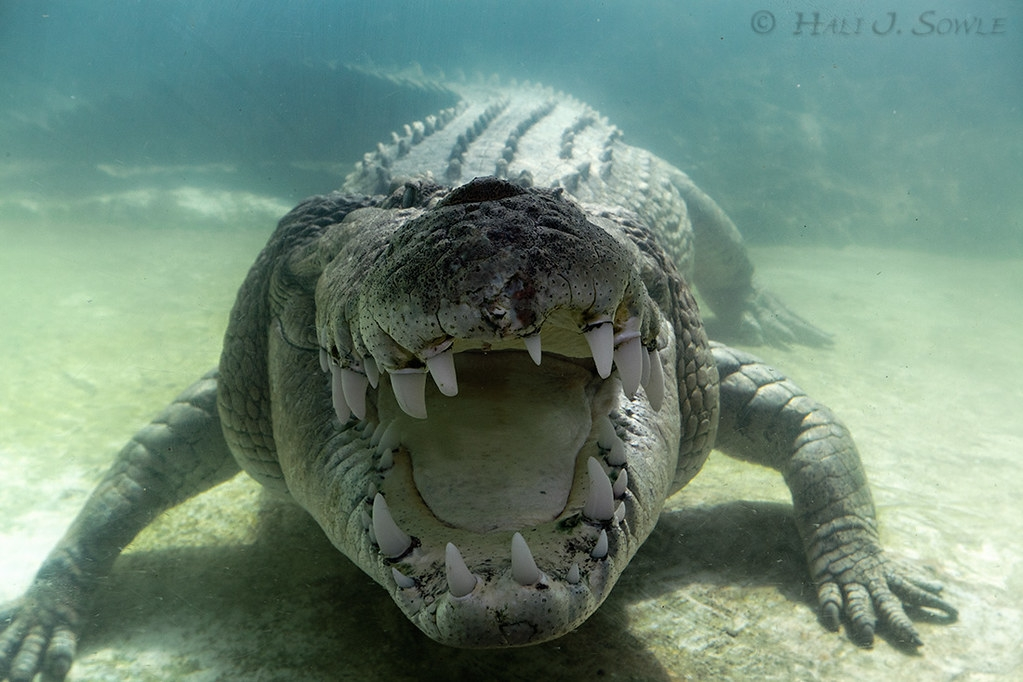 Гребнистый крокодил: так вырос, что ушёл в океан