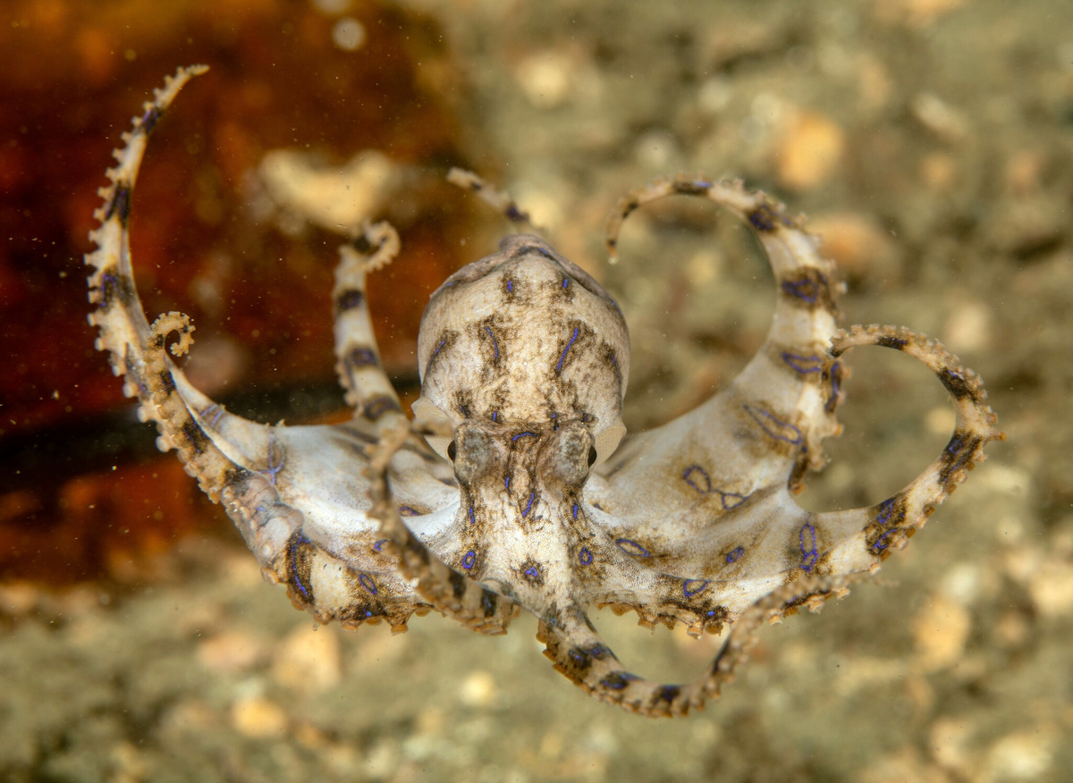 Синекольчатый осьминог: его яда хватит на 30 человек!