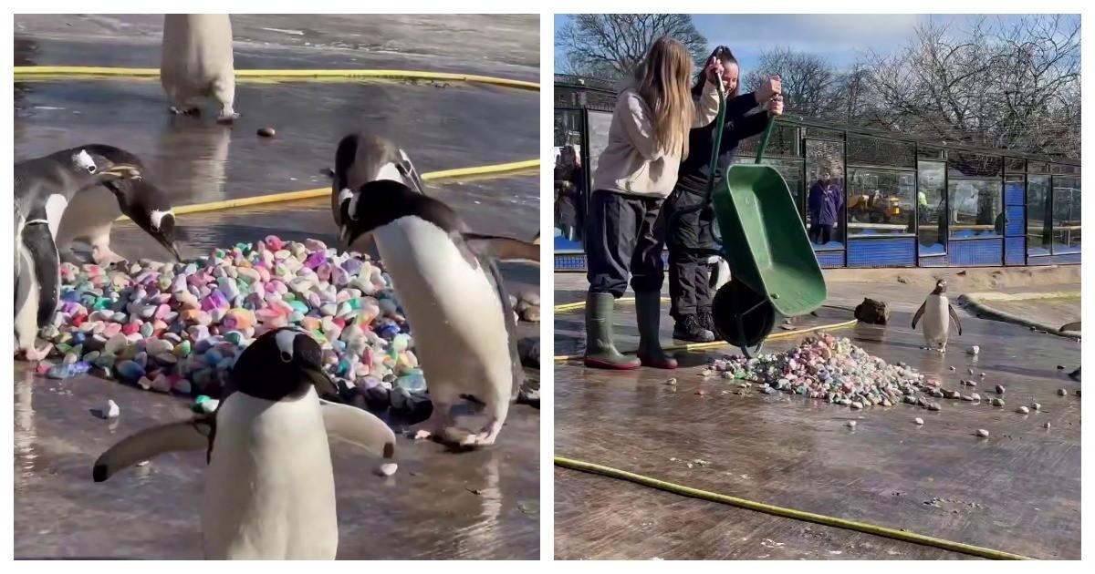 Пингвины Генту дарят самкам красивые камушки в знак любви