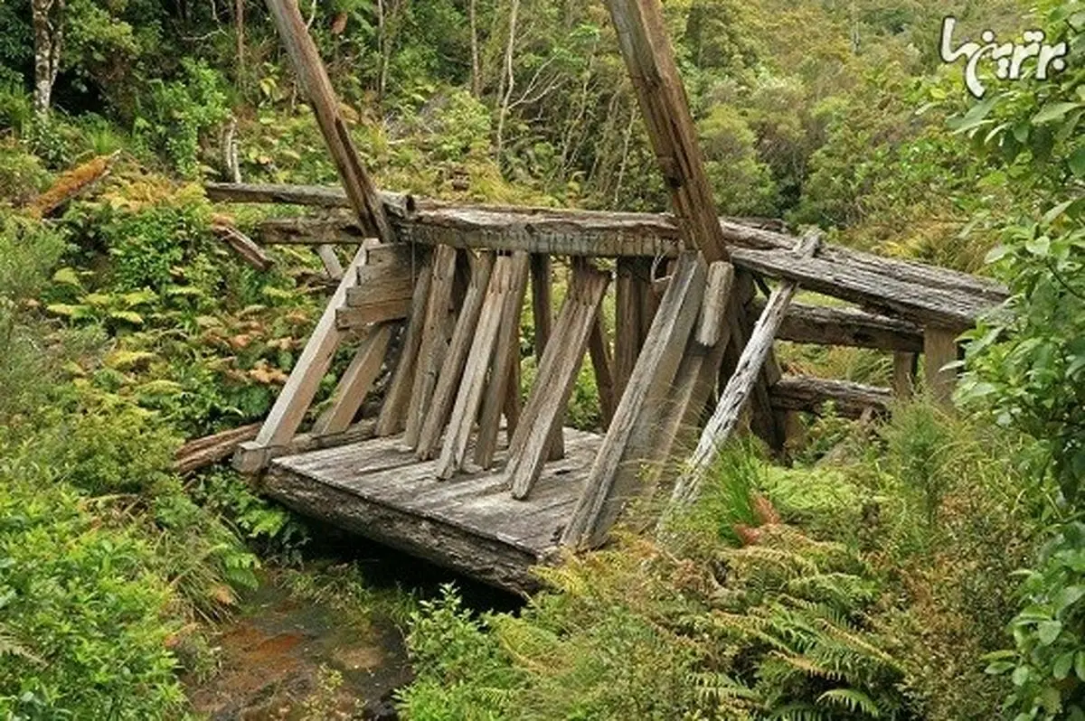 Как новозеландские лесорубы научили реки работать на себя