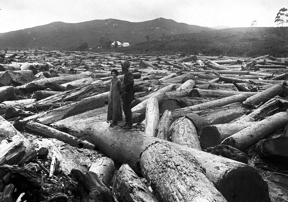 Как новозеландские лесорубы научили реки работать на себя