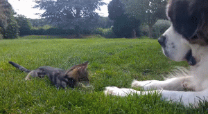 Просто гифки, всякие и&nbsp;разные