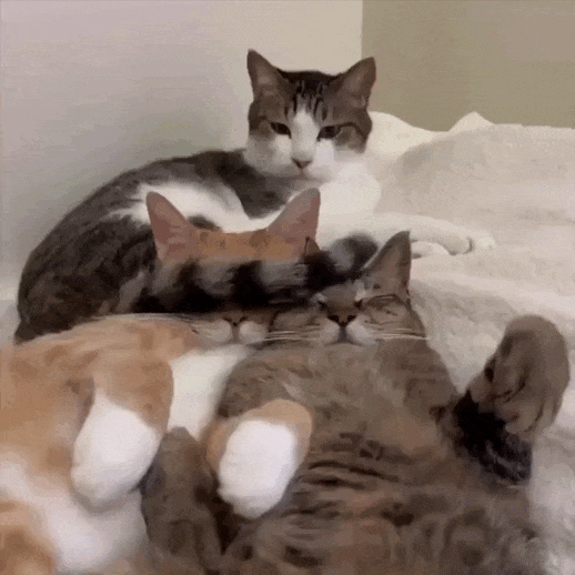 Просто гифки, всякие и&nbsp;разные