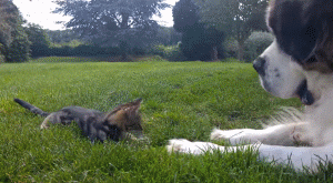 Просто гифки, всякие и&nbsp;разные