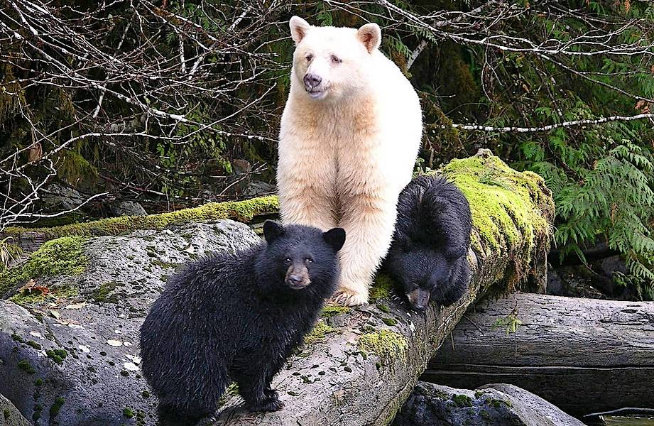 Барибал: американский медведь. Чем он отличается от русского?