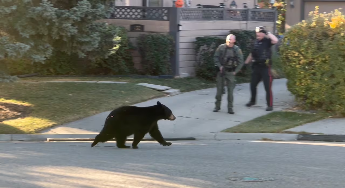 Барибал: американский медведь. Чем он отличается от русского?