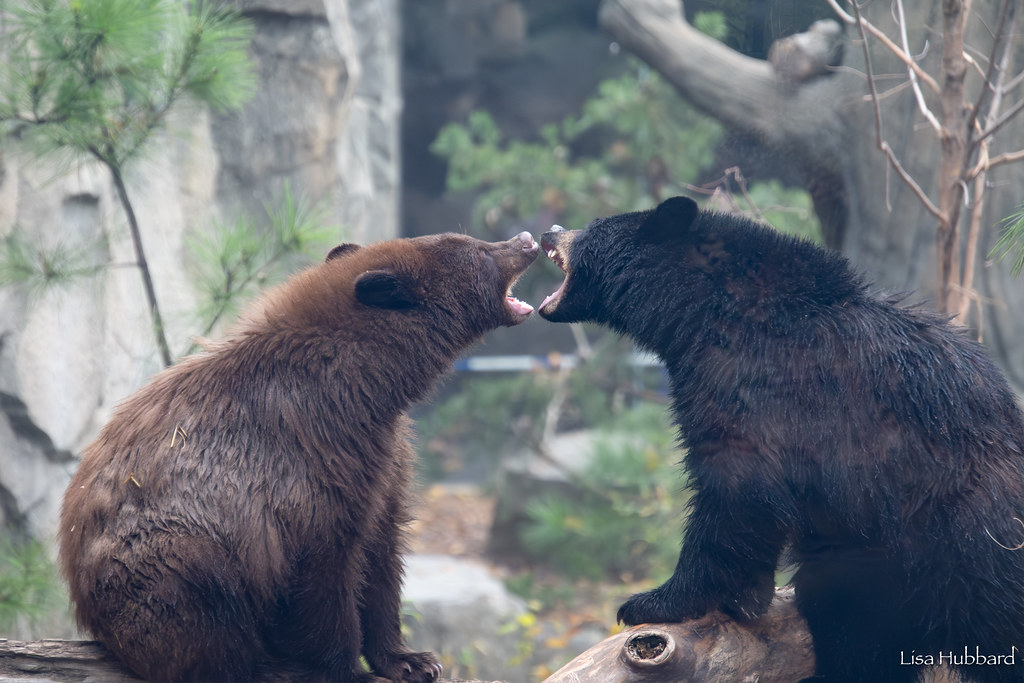 Барибал: американский медведь. Чем он отличается от русского?