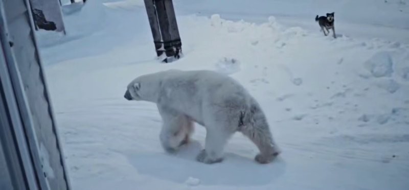 Белый медведь повадился приходить в село и воровать мясо у местных жителей