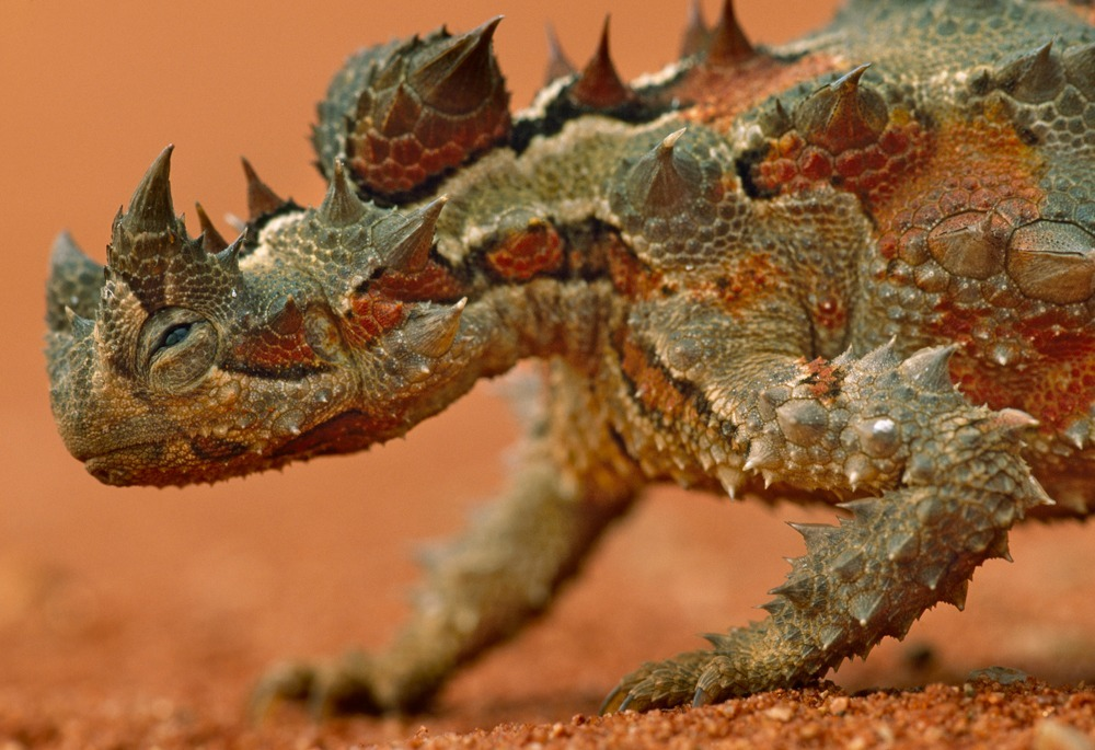 Молох: ящерица из шипов