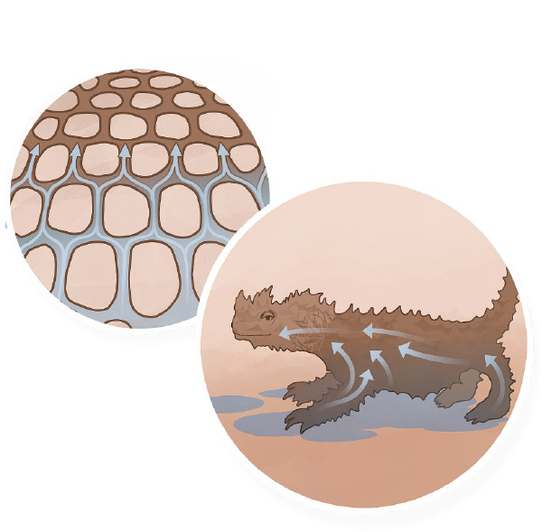 Молох: ящерица из шипов