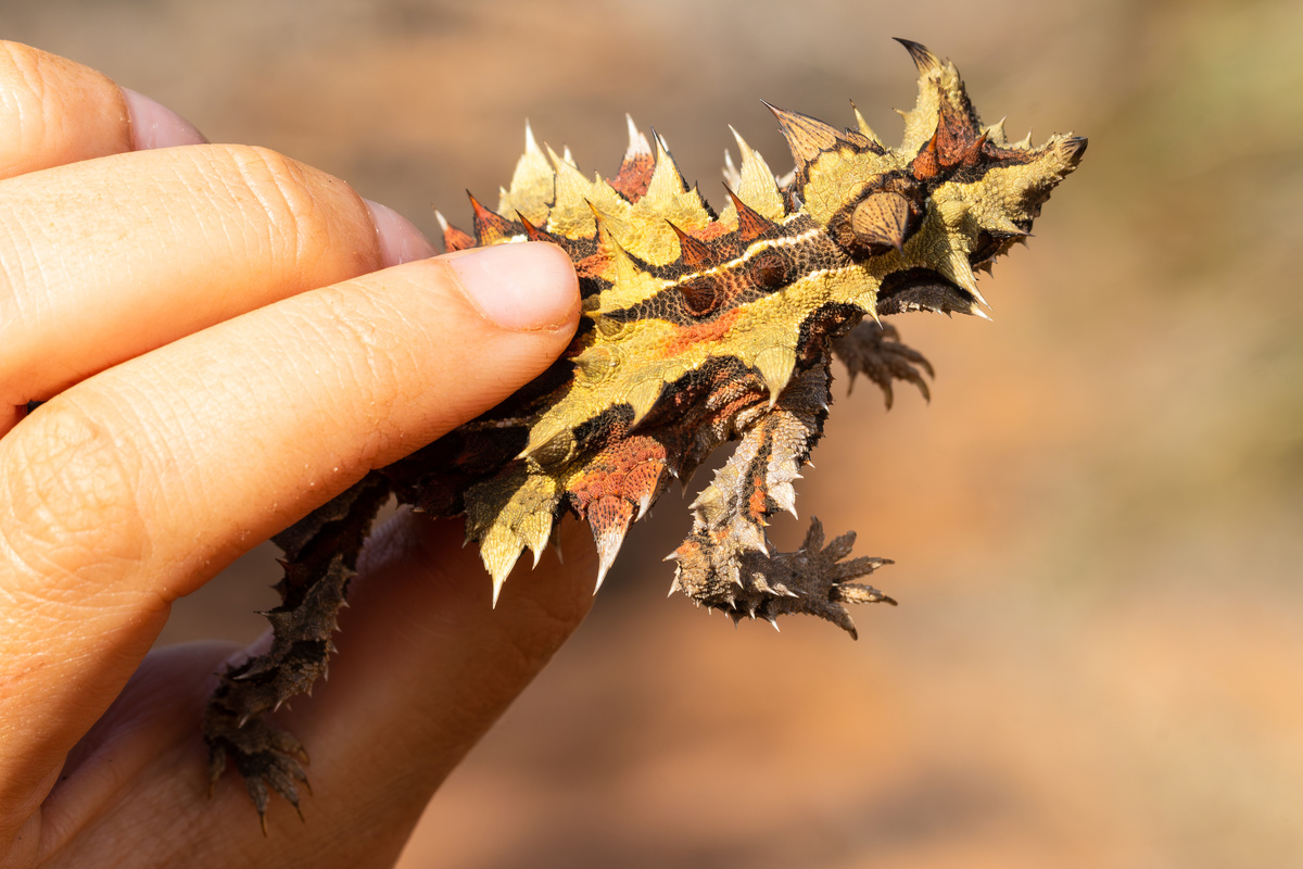 Молох: ящерица из шипов