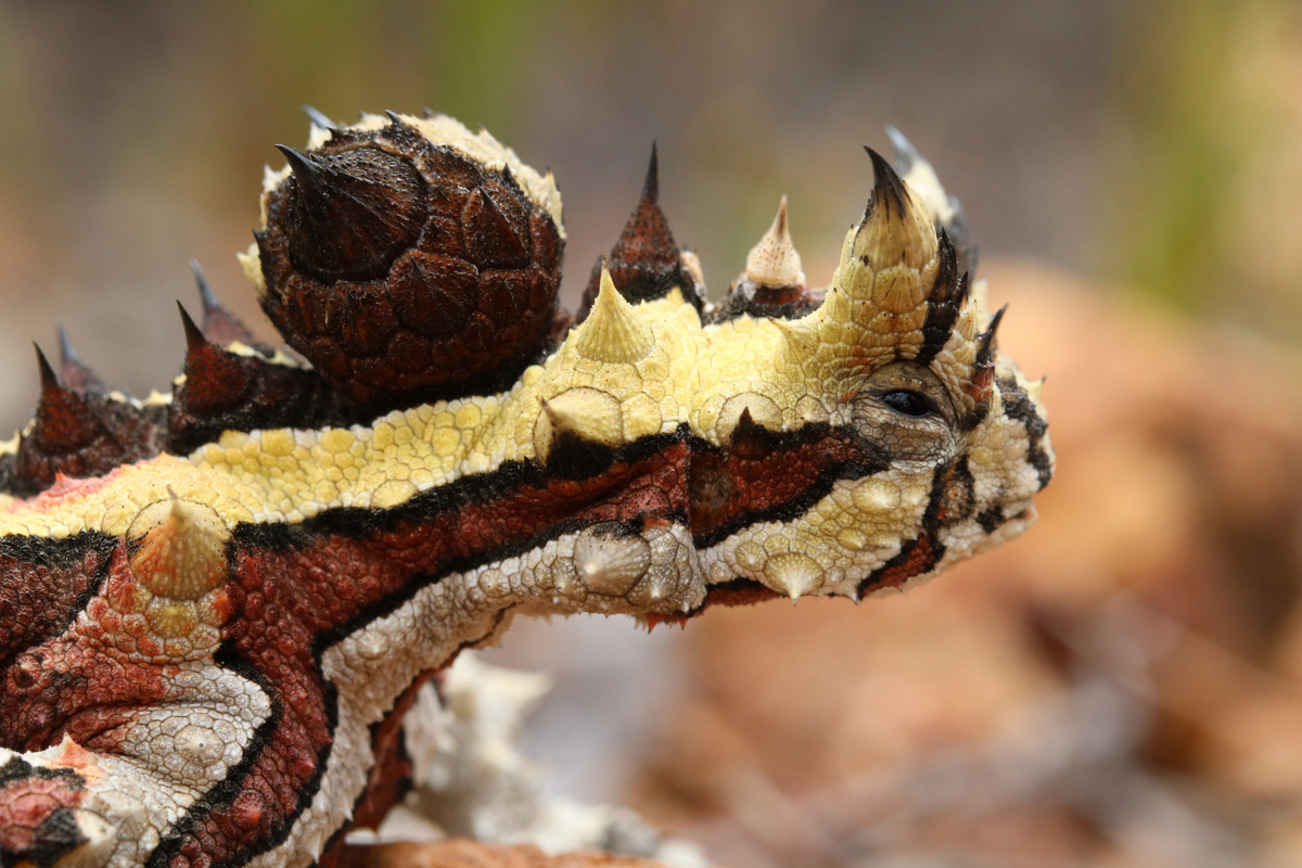 Молох: ящерица из шипов