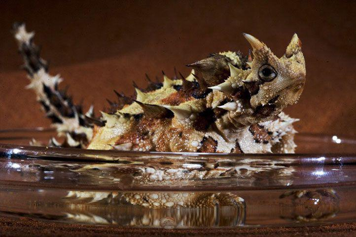 Молох: ящерица из шипов