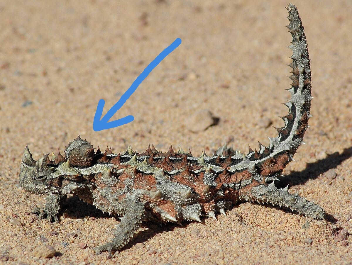 Молох: ящерица из шипов