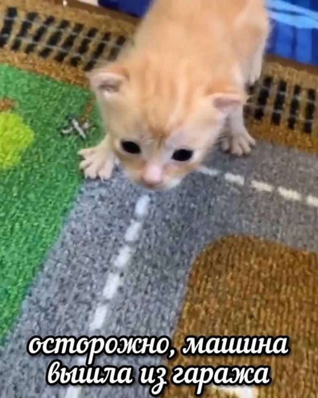 Скрины из соцсетей